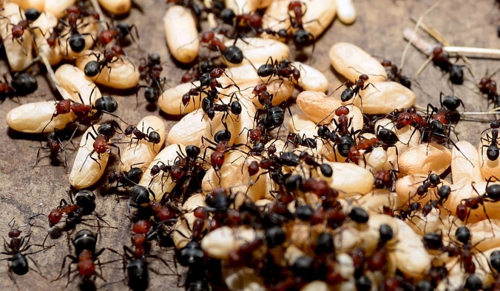 Karıncalar Hakkında Bilgi; Karınca Nedir? Özellikleri Nelerdir?