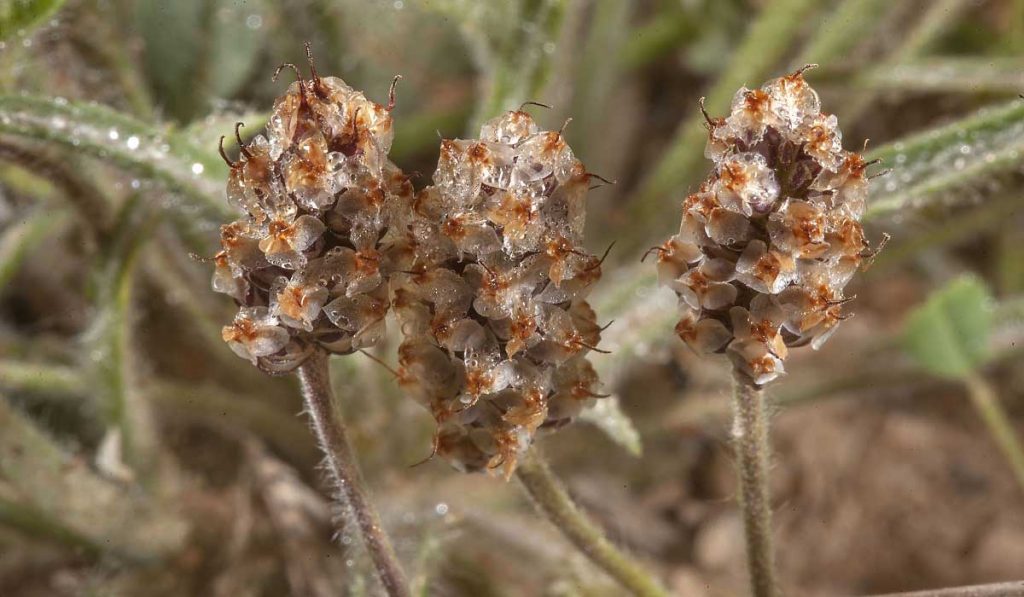 Karnıyarık Otu Nedir? Nasıl Kullanılır? Faydaları ve Özellikleri Nelerdir?