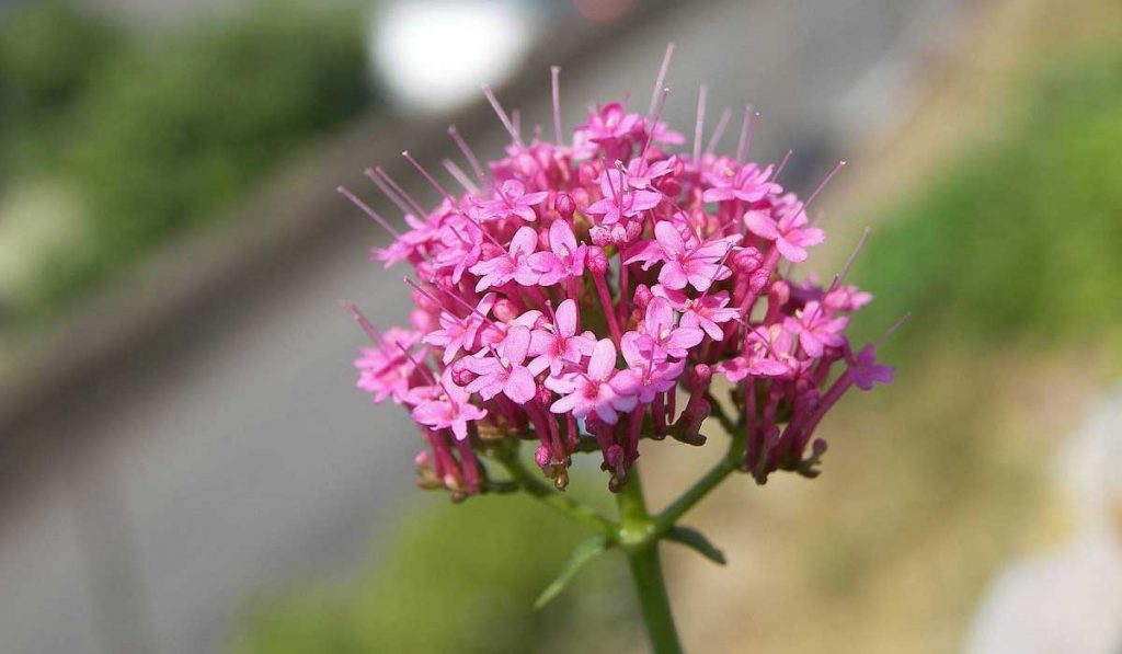 Kediotu Nedir? Nasıl Kullanılır? Faydaları ve Yan Etkileri Nelerdir?
