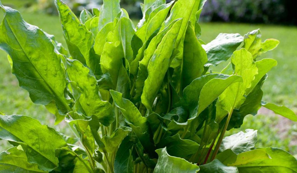 Kuzukulağı Nedir? Nasıl Kullanılır? Faydaları ve Yan Etkileri Nelerdir?