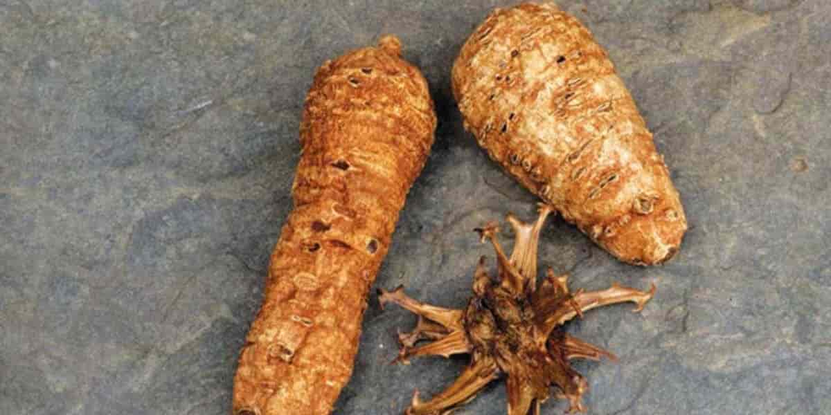 Şeytan Pençesi Nasıl Kullanılır?