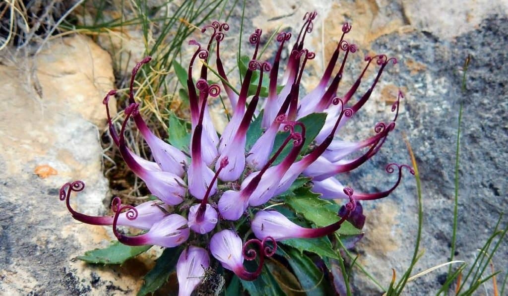 Şeytan Pençesi Nedir? Nasıl Kullanılır? Faydaları ve Yan Etkileri Nelerdir?