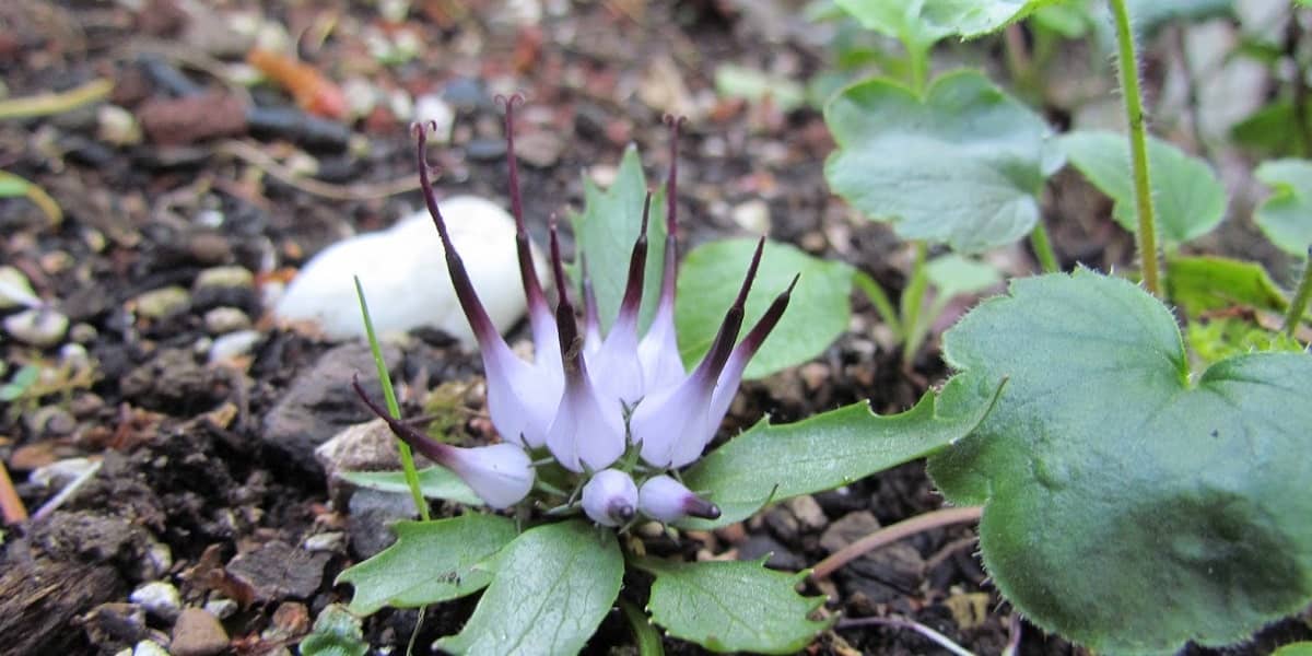 Şeytan Pençesi Nedir?