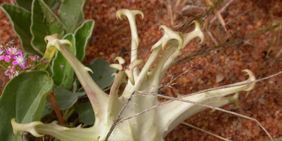 Şeytan Pençesinin Faydaları Nelerdir?