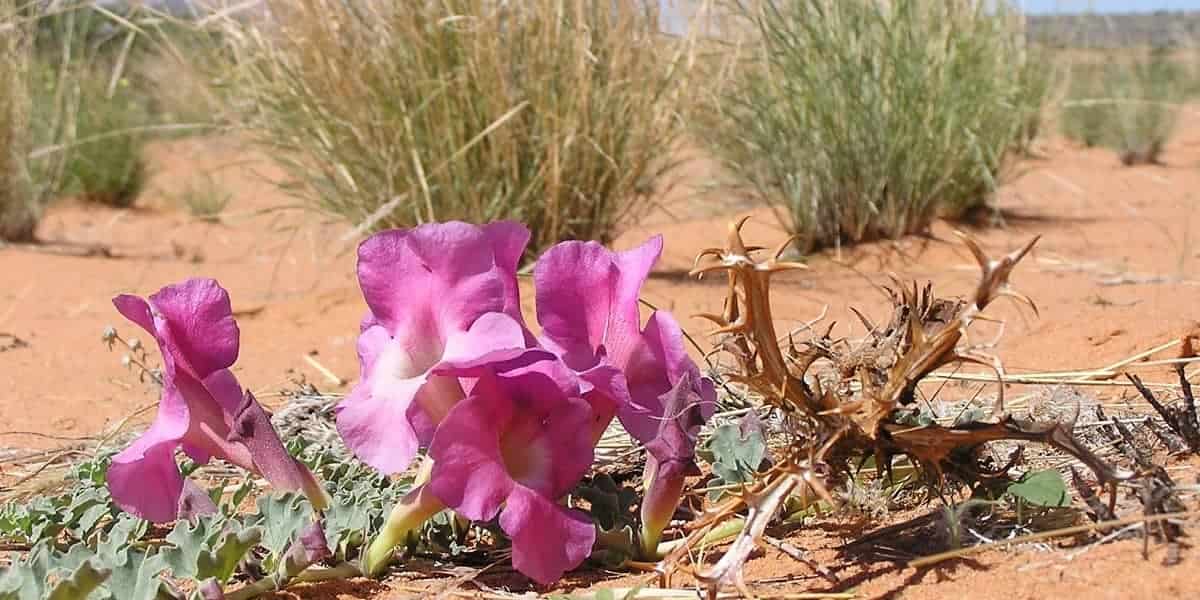 Şeytan Pençesinin Yan Etkileri Nelerdir?