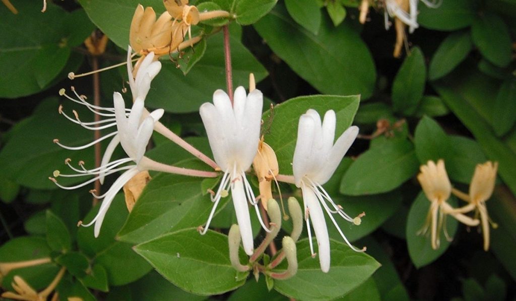 Hanımeli Bitkisi: Çiçeği Nasıl Yetiştirilir? Bakımı Nasıldır?