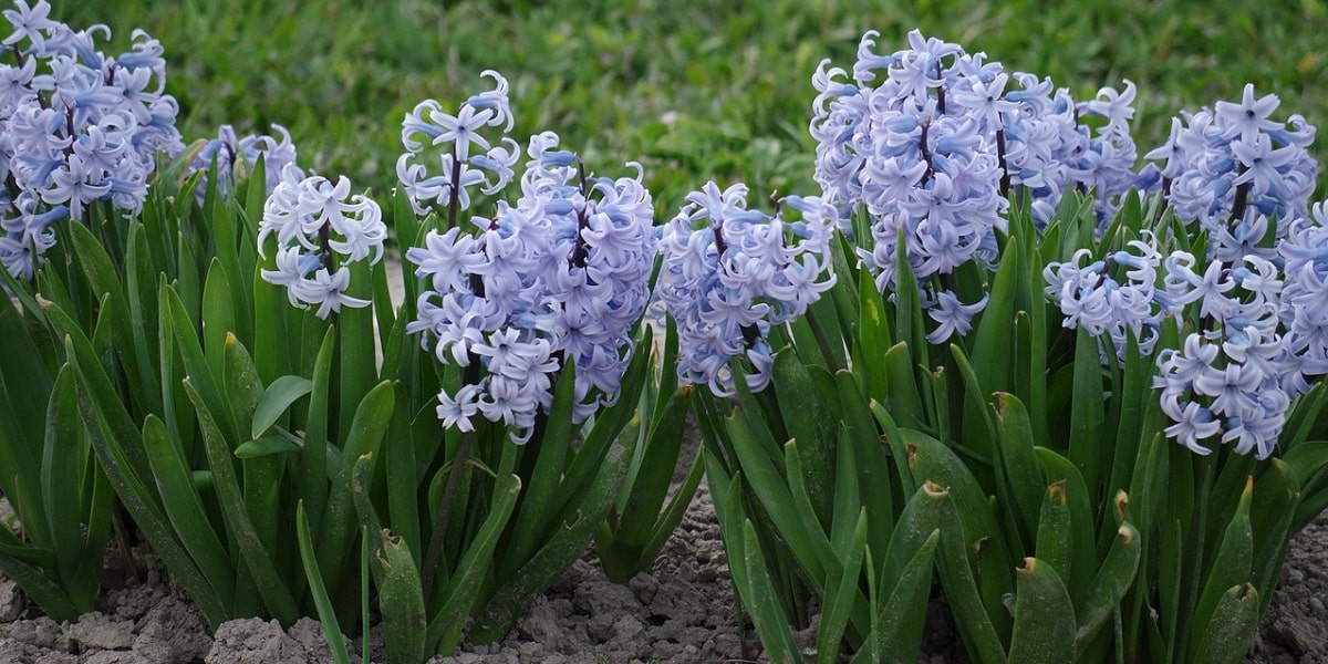İlkbaharda Sümbül Çiçeği Bakımı Nasıl Yapılır?