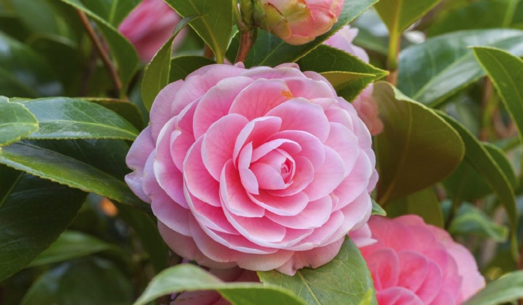 Kamelya Bitkisi: Çiçeği Nasıl Yetiştirilir? Bakımı Nasıldır?