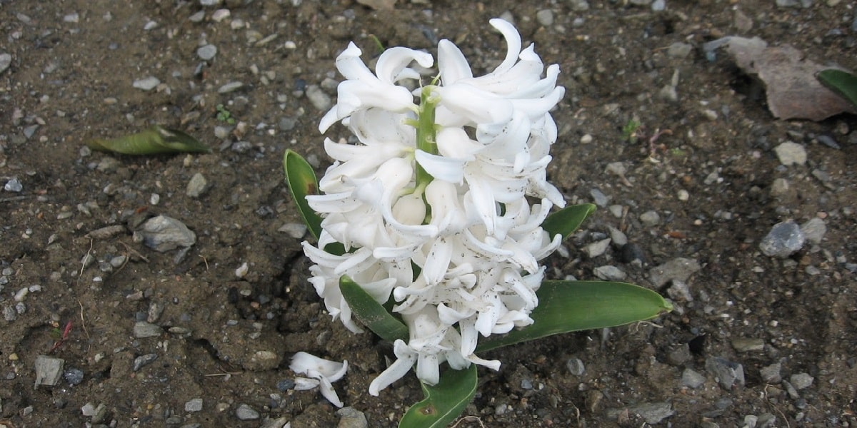Kış Aylarında Sümbül Çiçeği Bakımı Nasıl Yapılır?
