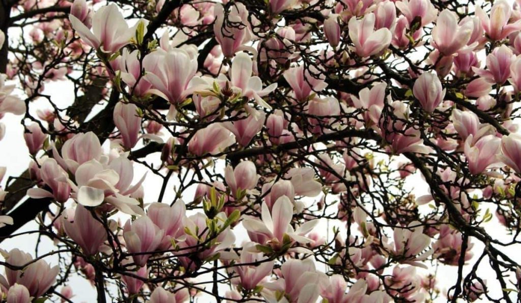 Manolya Bitkisi: Çiçeği Nasıl Yetiştirilir? Bakımı Nasıldır?