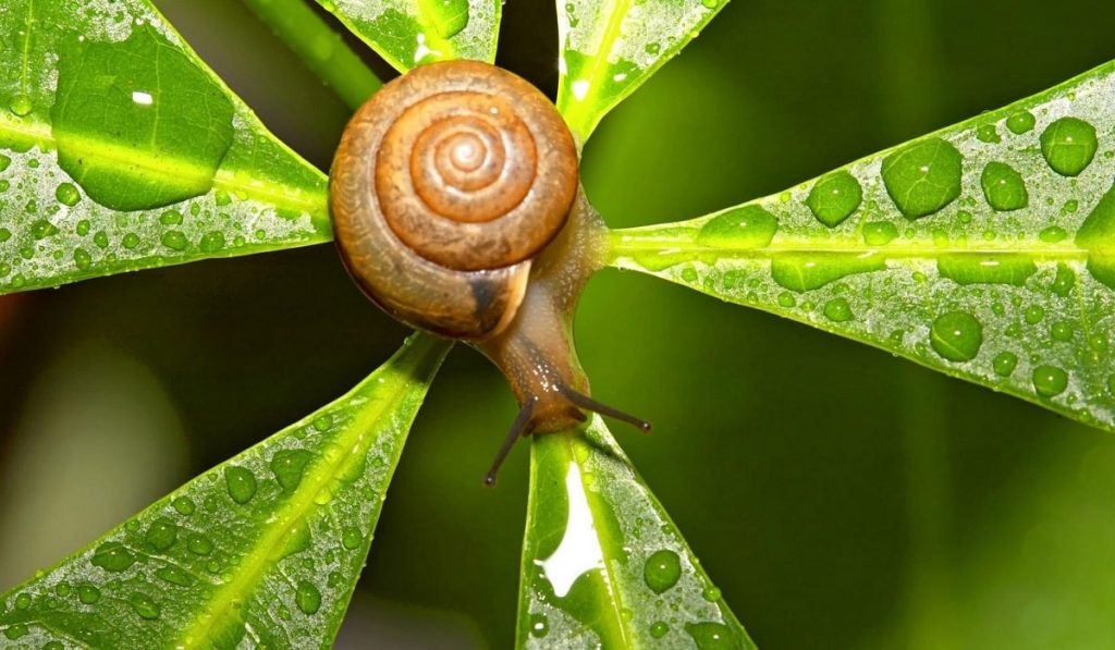 Salyangozlar Hakkında Bilgi; Salyangoz Nedir? Özellikleri Nelerdir?