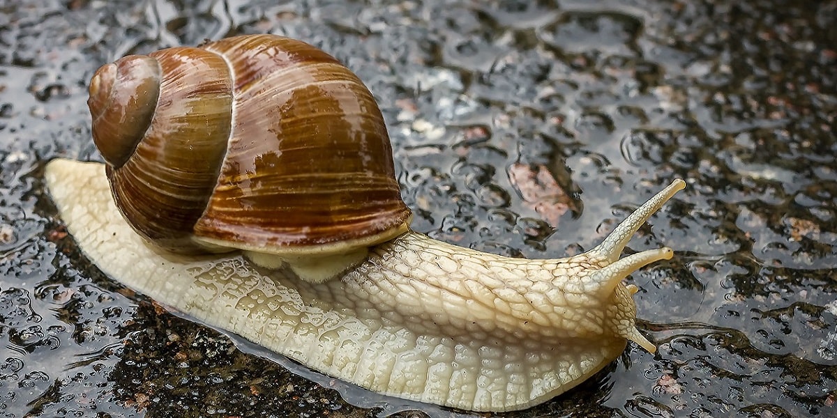 Salyangozlar Neden Yağmur Yağdığında Ortaya Çıkarlar?
