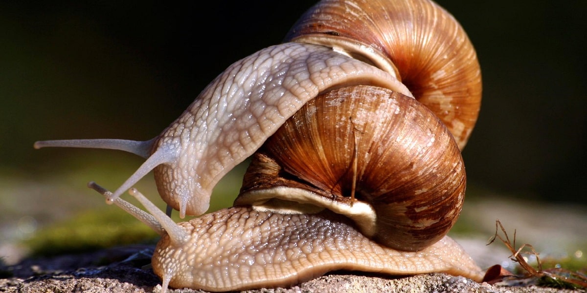 Salyangozlarda Üreme Nasıl Olur?