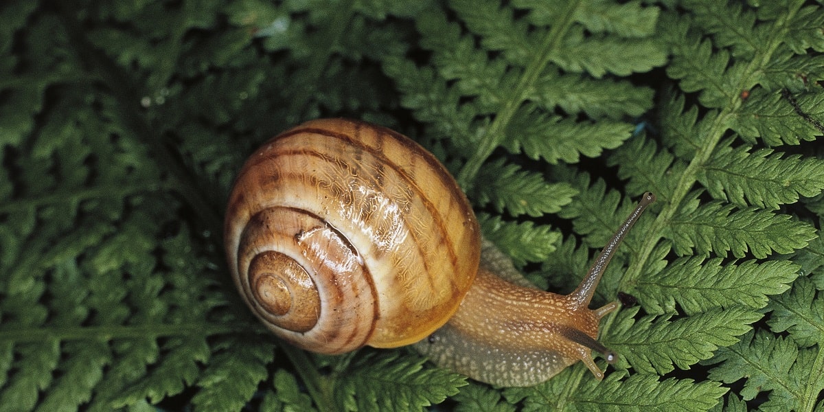 Salyangozların Bilimsel Sınıflandırması