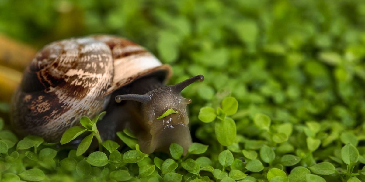 Salyangozun Özellikleri Nelerdir?