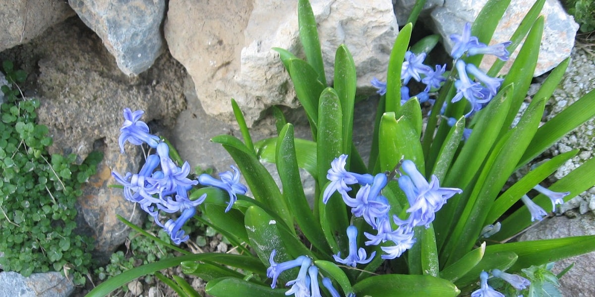 Sonbaharda Sümbül Çiçeği Bakımı Nasıl Yapılır?