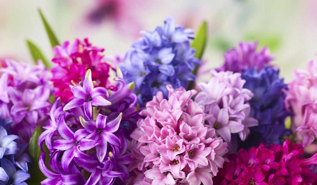 Sümbül Bitkisi: Çiçeği Nasıl Yetiştirilir? Bakımı Nasıldır?