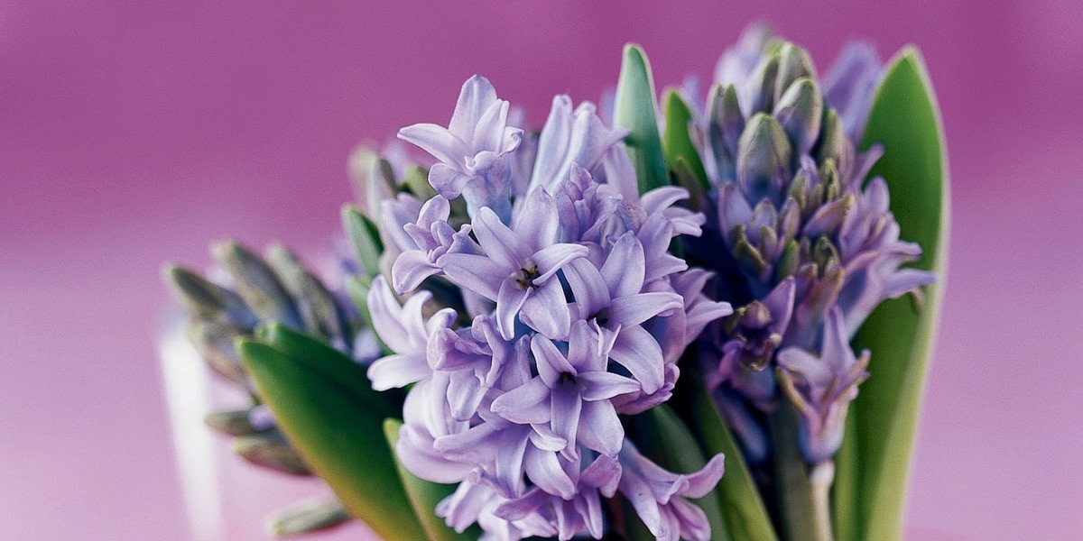 Sümbül Çiçeği için Tehlikeler Nelerdir?