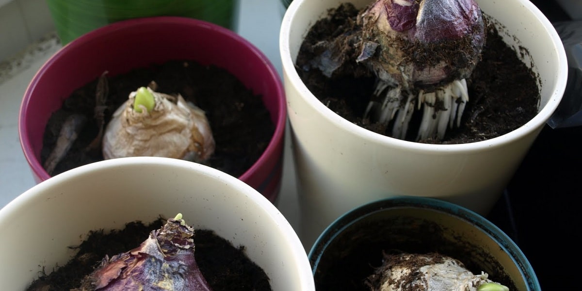 Sümbül Çiçeği Nasıl Çoğaltılır?