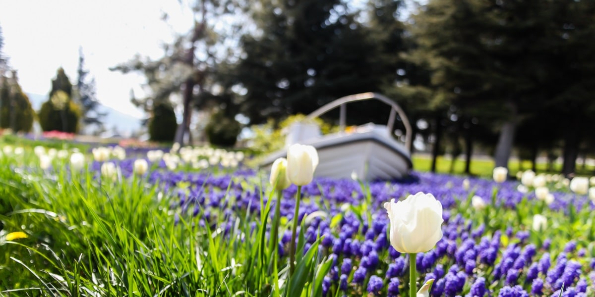 Sümbül Çiçeği Nerelerde Kullanılır?