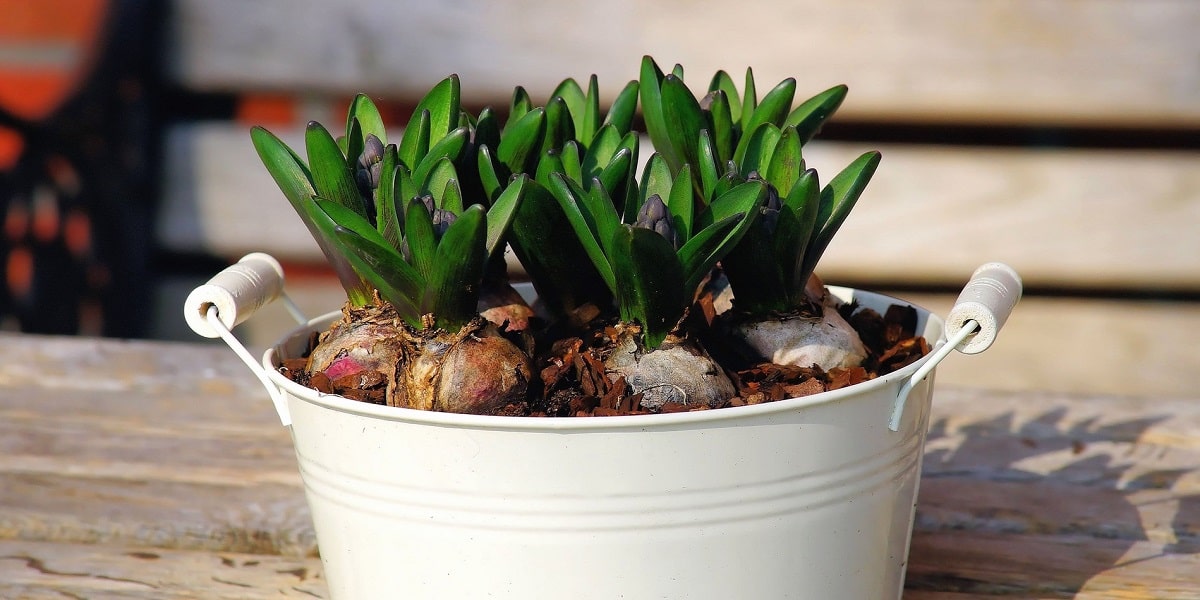 Sümbül Çiçeğinde Saksı Seçimi ve Değişimi Nasıl Olmalıdır?