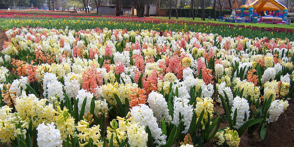 Sümbül Çiçeğinin Ekimi Nasıl ve Ne Zaman Yapılır?