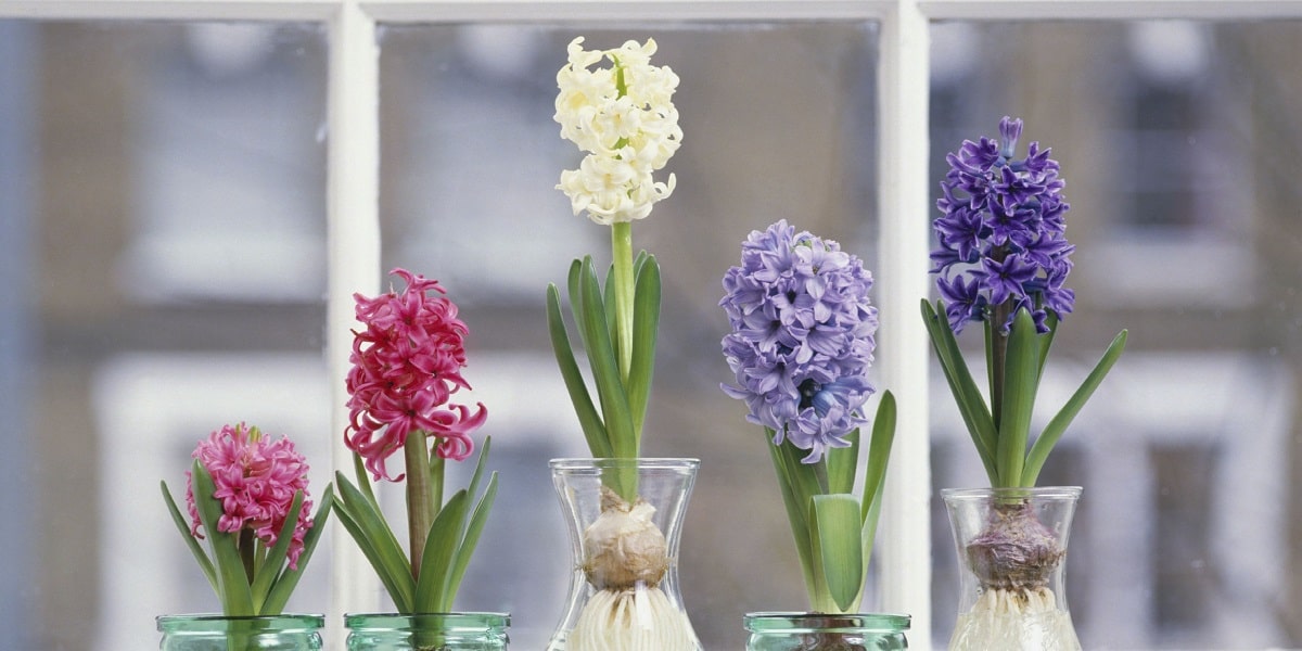 Sümbül Çiçeğinin Faydaları Nelerdir?