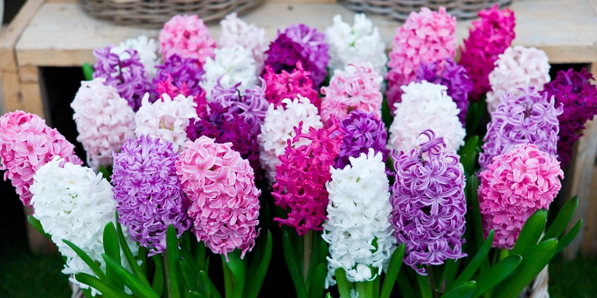 Sümbül Çiçeğinin Gübrelenmesi Nasıl Olmalıdır?