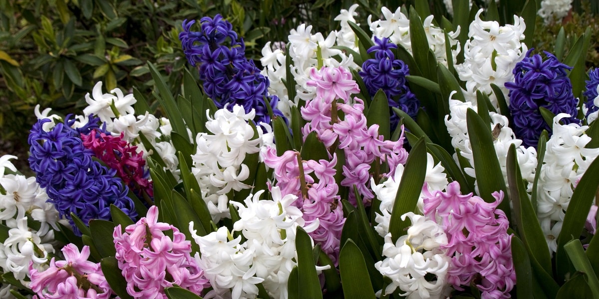 Sümbül Çiçeğinin Işık ve Sıcaklık İsteği Nasıldır?