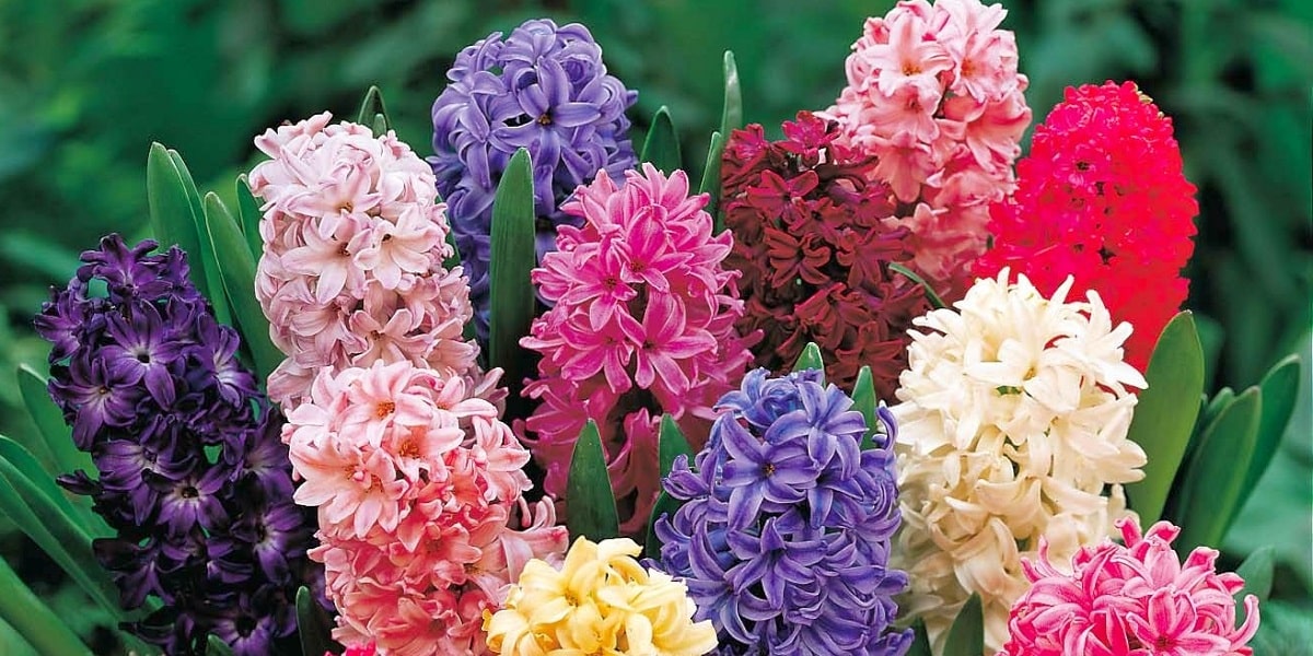 Sümbül Çiçeğinin Sulama Sıklığı Nasıl Olmalıdır?