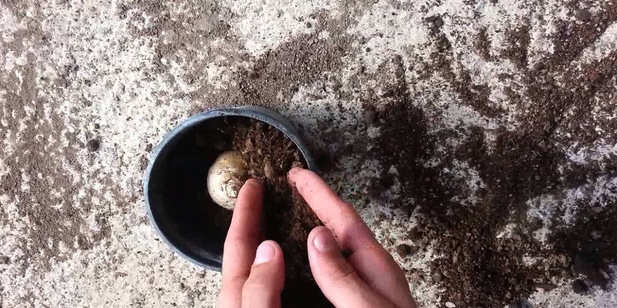 Sümbül Çiçeğinin Toprak İsteği Nasıldır?