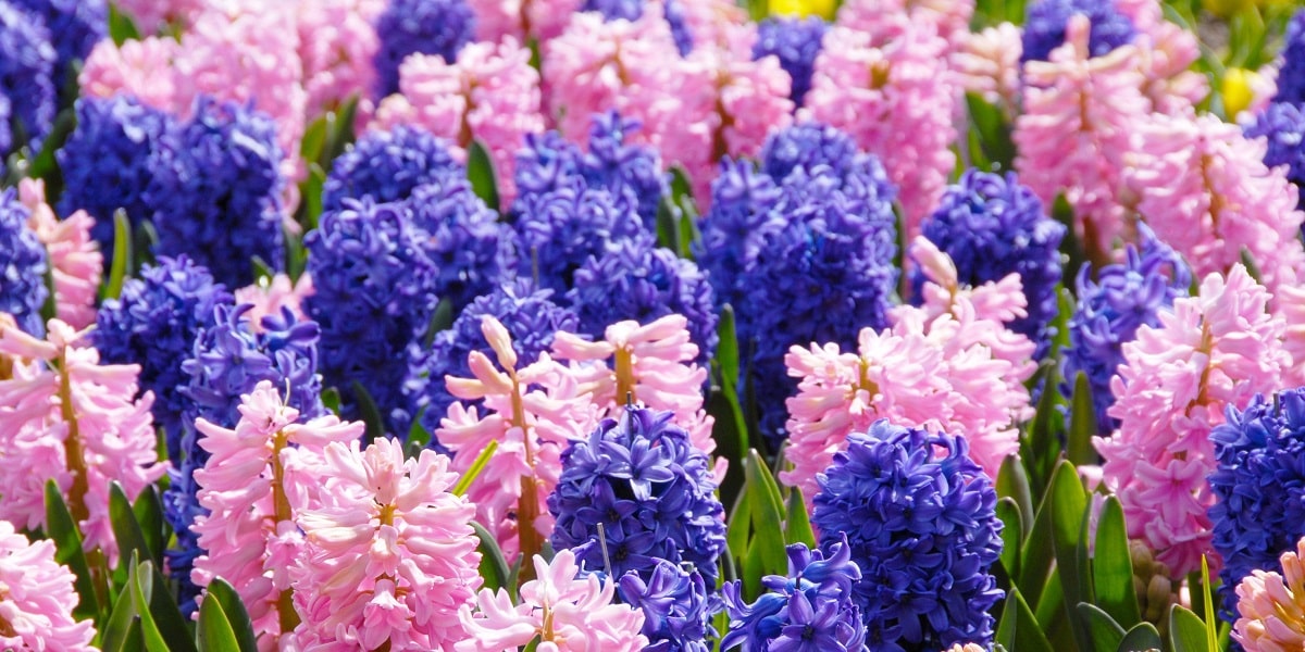 Sümbül Ne Zaman Çiçeklenir?