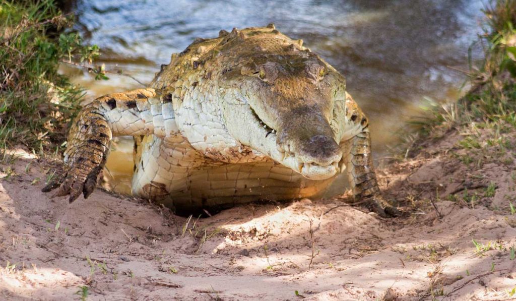 Timsahlar Hakkında Bilgi; Timsah Nedir? Özellikleri Nelerdir?
