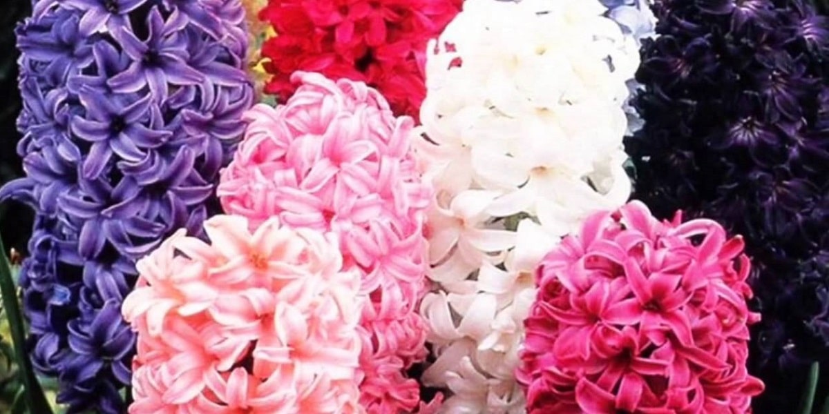 Yaz Aylarında Sümbül Çiçeği Bakımı Nasıl Yapılır?