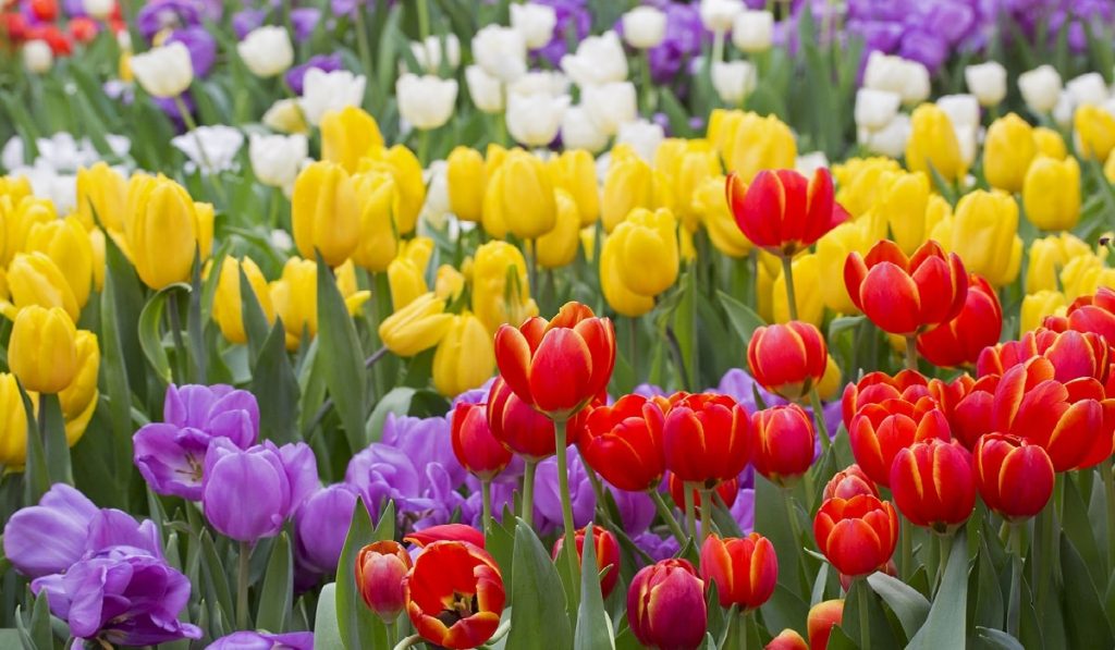 Lale Bitkisi: Çiçeği Nasıl Yetiştirilir? Bakımı Nasıldır?