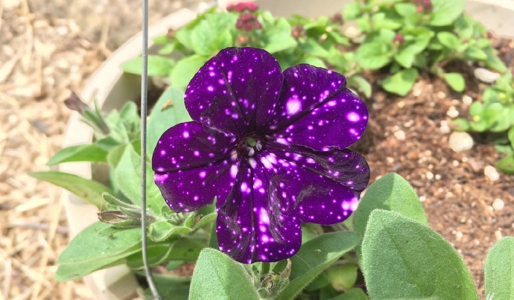 Petunya Bitkisi: Çiçeği Nasıl Yetiştirilir? Bakımı Nasıldır?