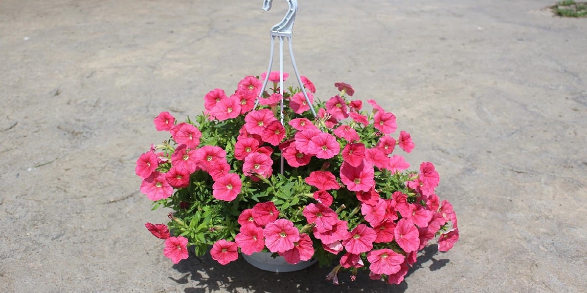 Petunya Çiçeği Nasıl Çoğaltılır?