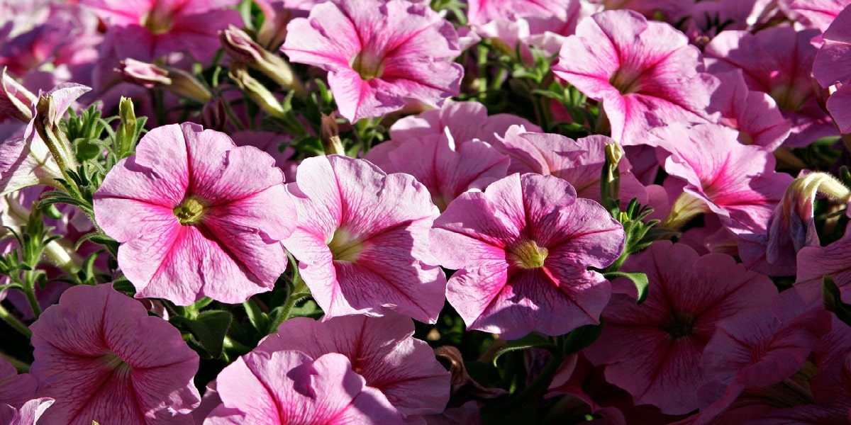 Petunya Çiçeği Nasıl ve Ne Zaman Ekilir?