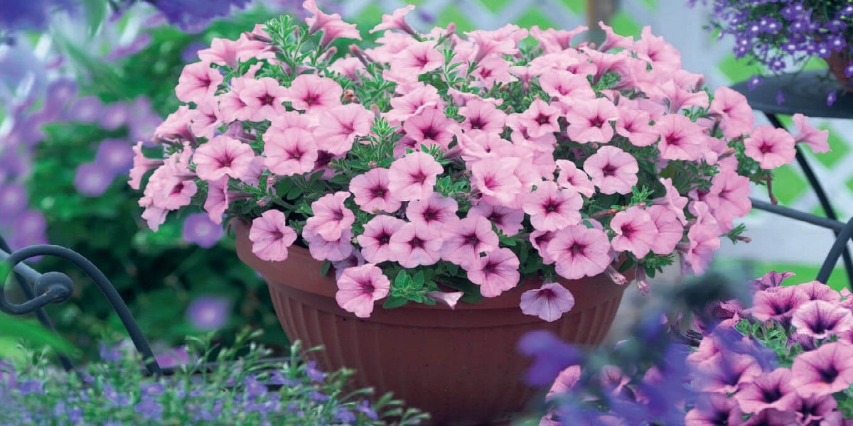 Petunya Çiçeği Nerede ve Hangi İklimde Yetişir?