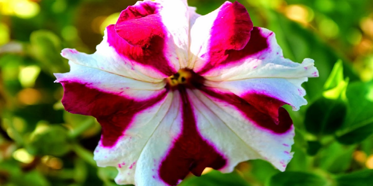 Petunya Çiçeğinde Budama Nasıl Olmalıdır?