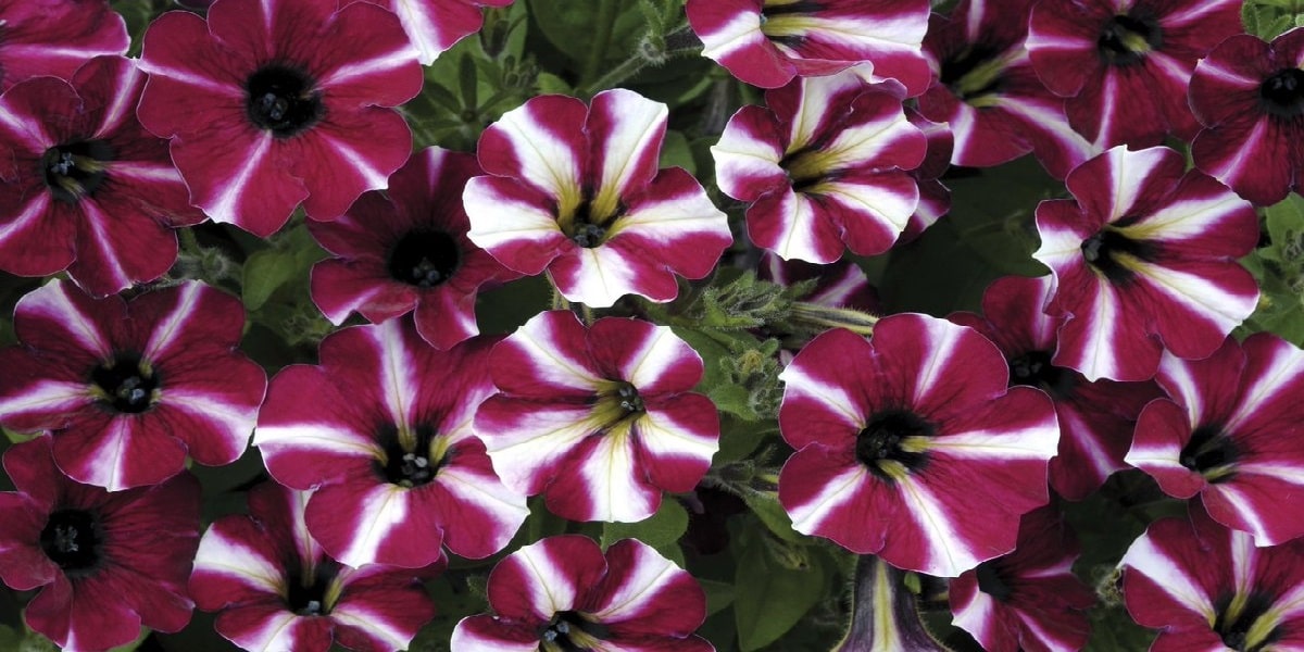 Petunya Çiçeğinde Gübreleme Nasıl Olmalıdır?