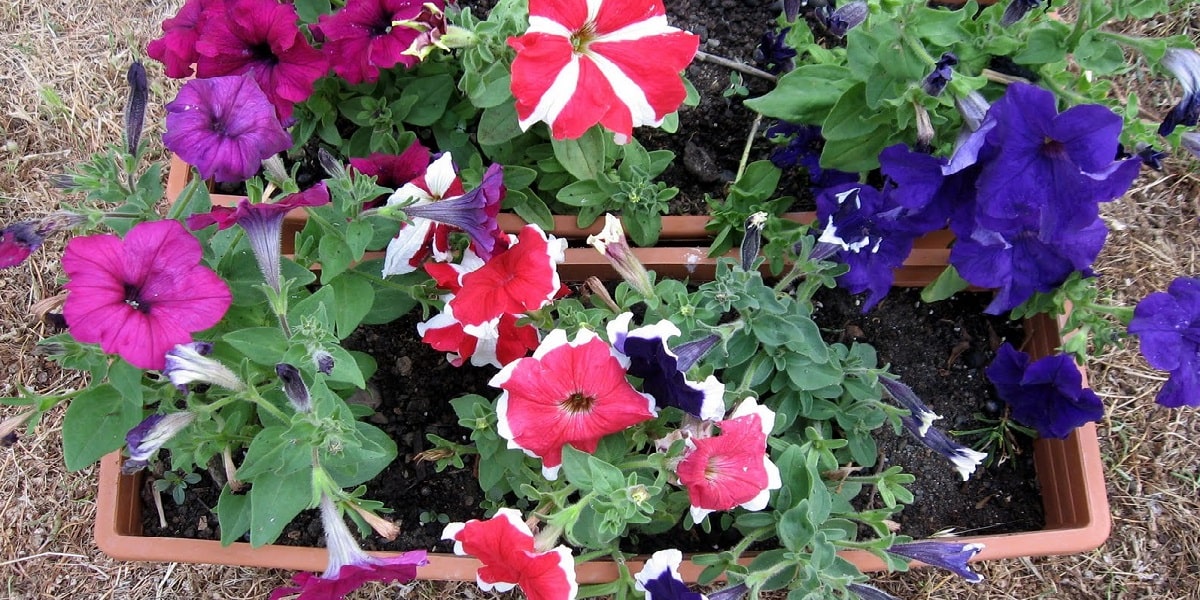 Petunya Çiçeğinde Saksı Seçimi ve Değişimi Nasıl Olmalıdır?