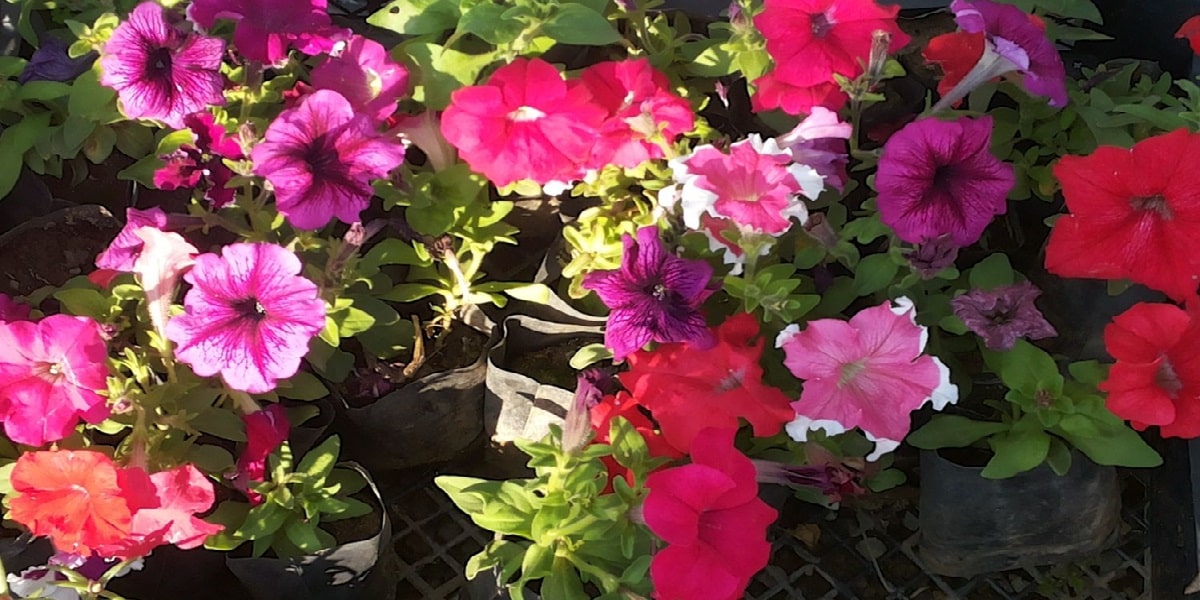 Petunya Çiçeğine Zarar Veren Faktörler ve Çiçekte Görülen Hastalıklar Nelerdir?