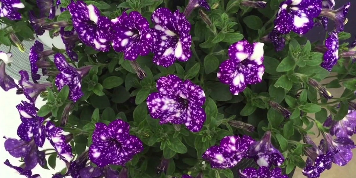 Petunya Çiçeğinin Işık ve Sıcaklık İsteği Nasıldır?