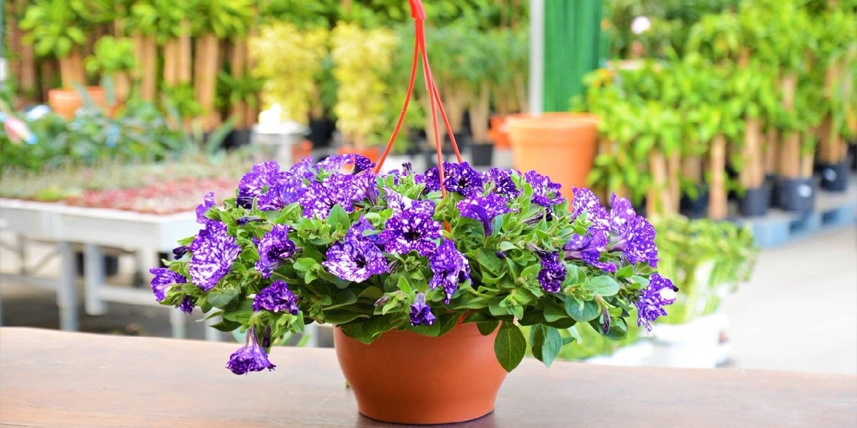 Petunya Çiçeğinin Peyzajda Kullanımı Nasıldır?