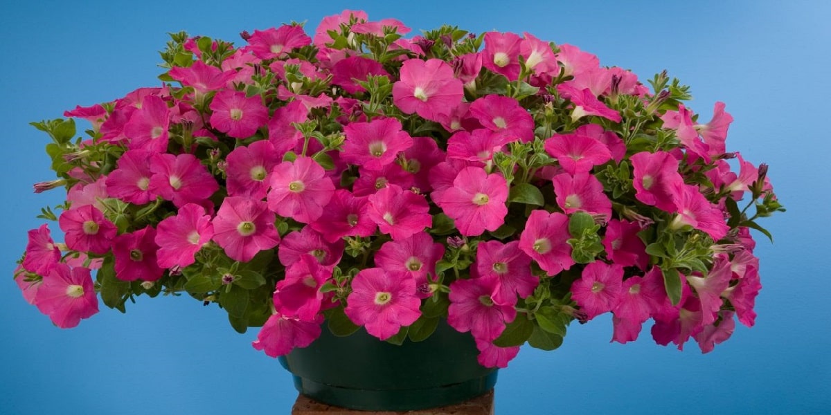 Petunya Çiçeğinin Sulama ve Nem İsteği Nasıldır?