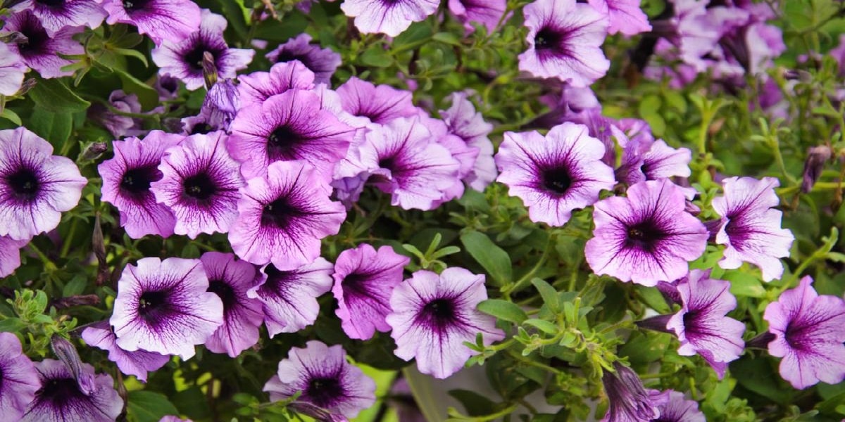 Petunya Çiçeğinin Toprak İsteği Nasıldır?