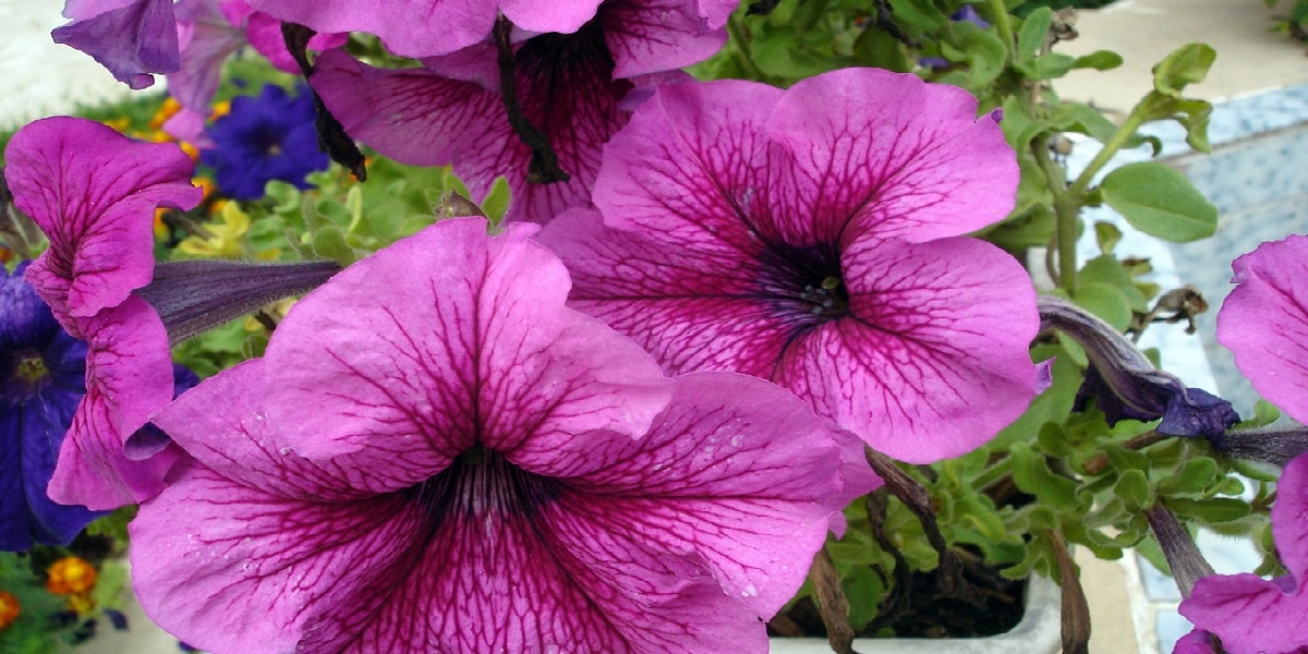 Petunya Ne Zaman Çiçek Açar?